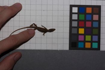 Media type: image;   Herpetology R-186860